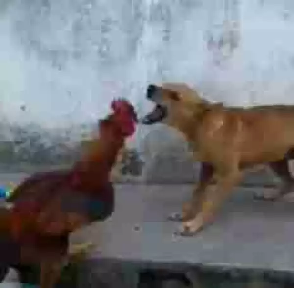 Viral Video Of a Fowl and a Dog Fighting, You Won